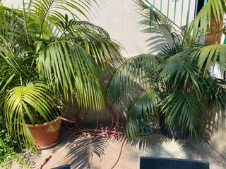 Palmera Kenia grande - 2 ejemplares