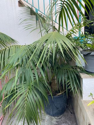 Palmera Kenia grande - 2 ejemplares