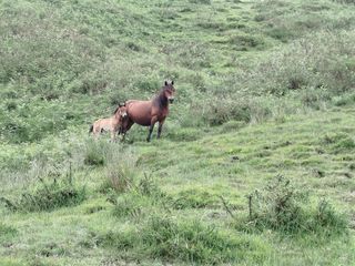 Pupilaje de caballos- León