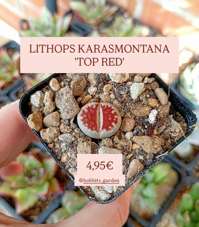 Lithops Karasmontana 'TOP RED' - Suculentas