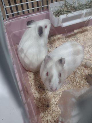 2 cobayas hermanas