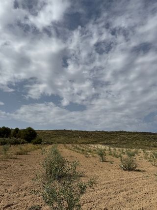 Terreno con olivos jóvenes / finca, cortijo, solar
