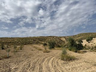 Terreno con olivos jóvenes / finca, cortijo, solar