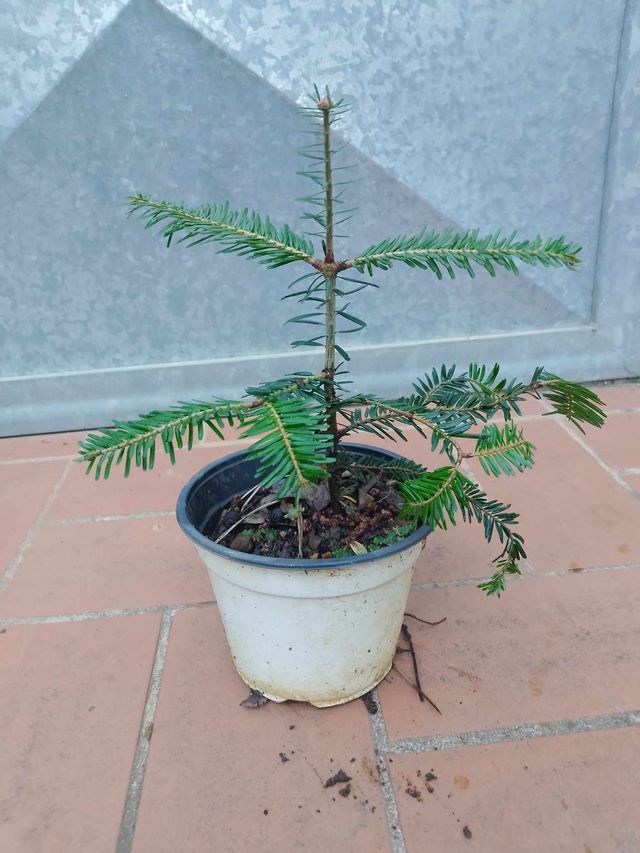 Abies Alba - Abete Bianco in vaso