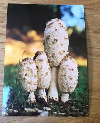 Cartoline funghi vintage