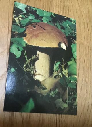 Cartolina Porcino - Boletus edulis