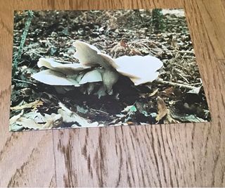 Cartolina: Fungo Parco Nazionale