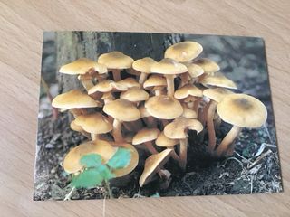 Cartolina Funghi Chiodini Parco Nazionale