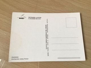 Cartolina Funghi Chiodini Parco Nazionale