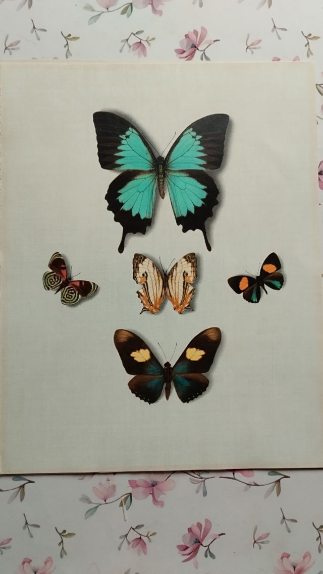 5 láminas mariposas: ¡Decora!