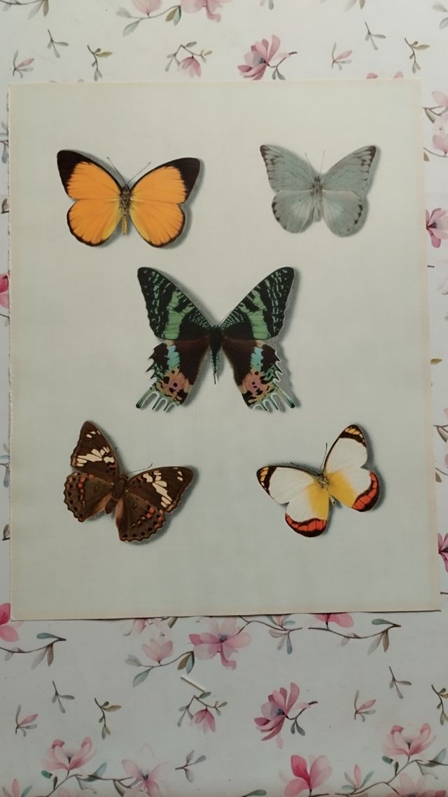 5 láminas mariposas: ¡Decora!