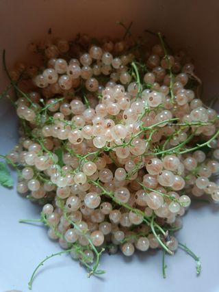 Pianta Ribes Bianco