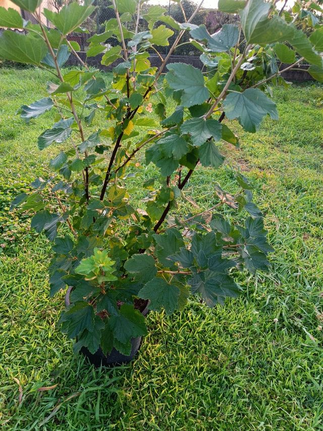 Pianta Ribes Bianco