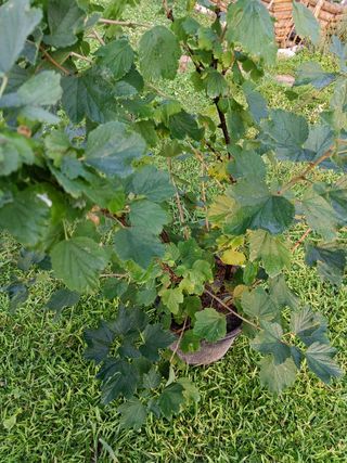 Pianta Ribes Bianco