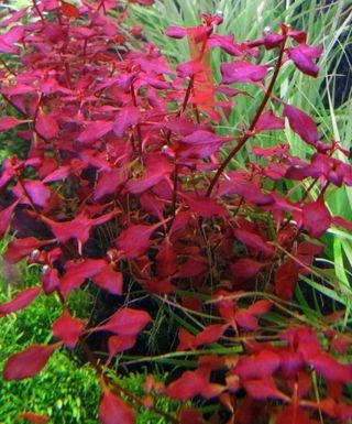 Planta roja acuática