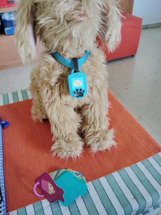 Moji, perro interactivo