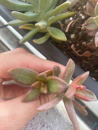 Succulente in varieta