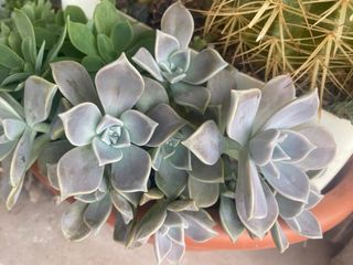 Succulente in varieta