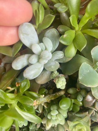 Succulente in varieta