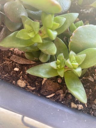 Succulente in varieta