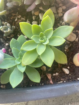 Succulente in varieta