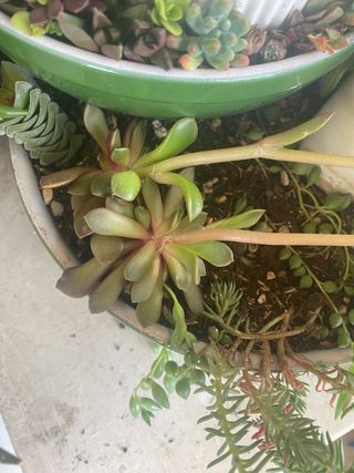 Succulente in varieta