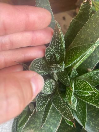 Succulente in varieta