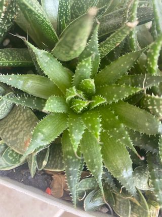 Succulente in varieta