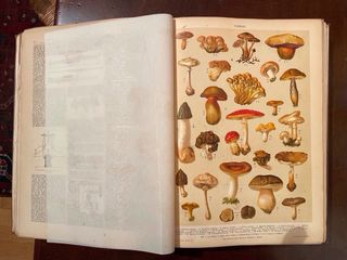 Libri. Enciclopedia illustrata del 1907 ￼