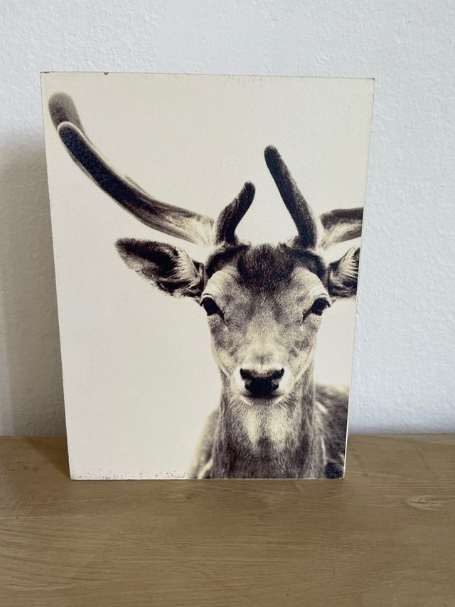 Cuadros decorativos animales - 2 uds