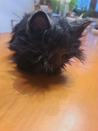 Gatto meccanico, nero, a pile