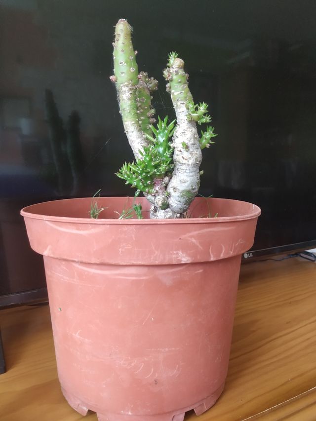 Cactus Oeste - Planta