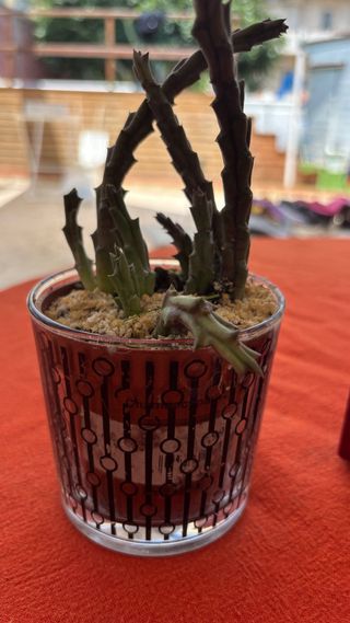 Pianta grassa Stapelia variegata
