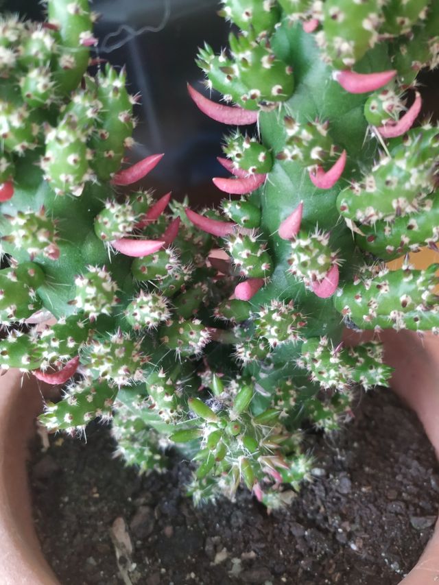 Cactus Verde - Planta