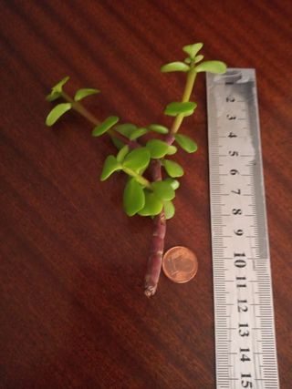 Esquejes Árbol Jade Bonsái