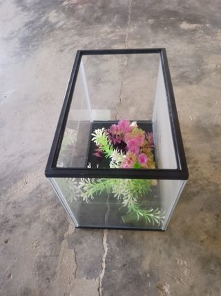 Pecera pequeña transparente