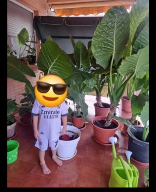 Planta Alocasia (Oreja de elefante)