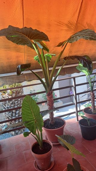 Planta Alocasia (Oreja de elefante)