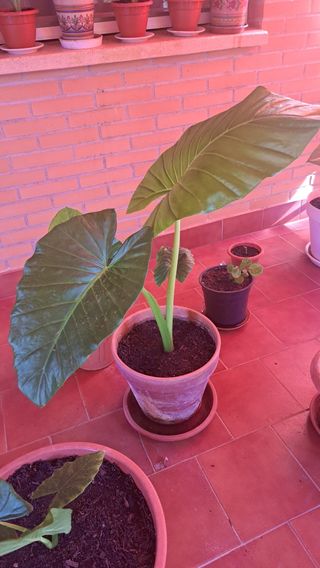 Planta Alocasia (Oreja de elefante)