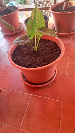Planta Alocasia (Oreja de elefante)
