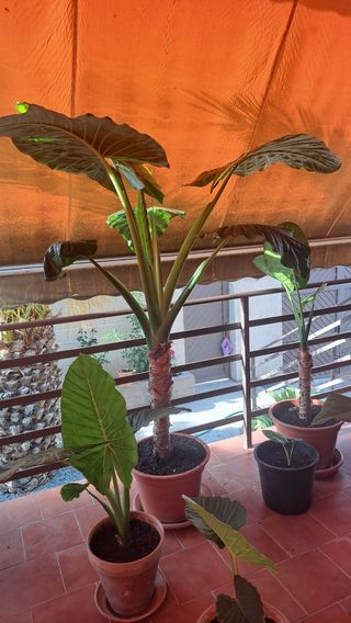 Planta Alocasia (Oreja de elefante)