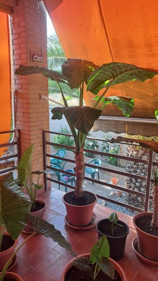Planta Alocasia (Oreja de elefante)
