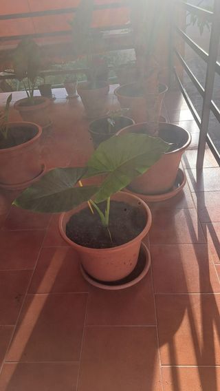 Planta Alocasia (Oreja de elefante)