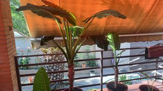 Plantas Alocasias - Orejas de elefante