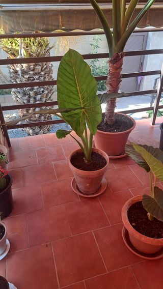 Plantas Alocasias - Orejas de elefante