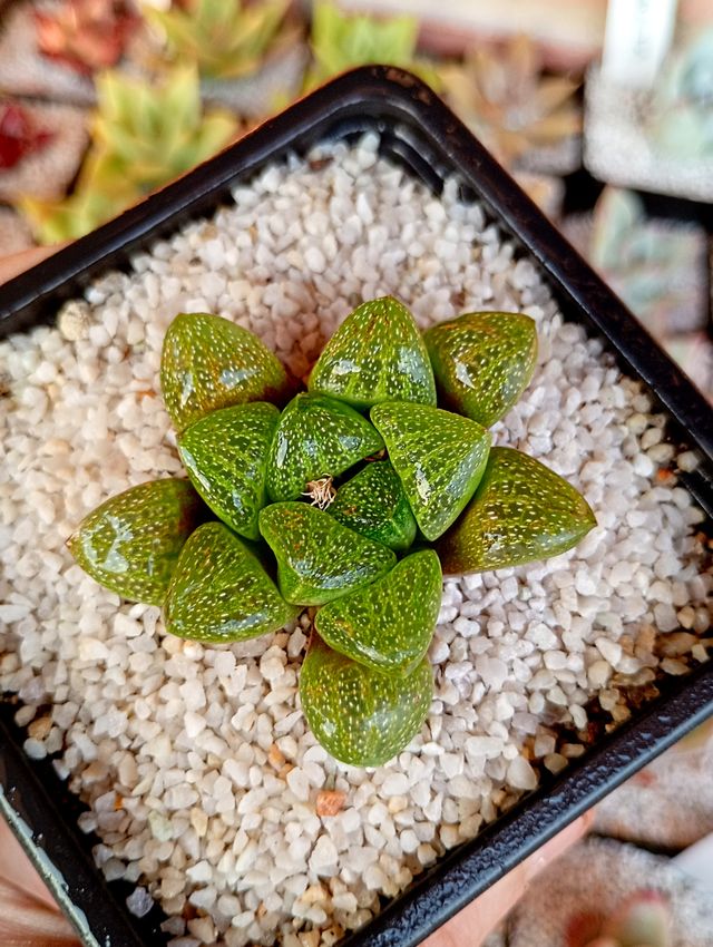 Haworthia turgida var. suberecta - Suculentas