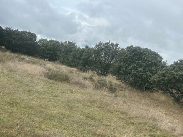 Disboscamento delle aziende agricole: con macchinari