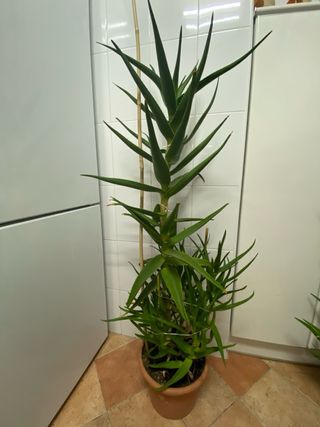 Aloe litoralis. Alturas: 1m. y 1,40m. con macetas