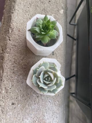 2 Vasetti cemento succulente