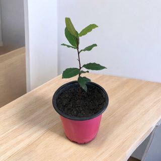 Planta Laurel - 6 meses (Laurus nobilis)